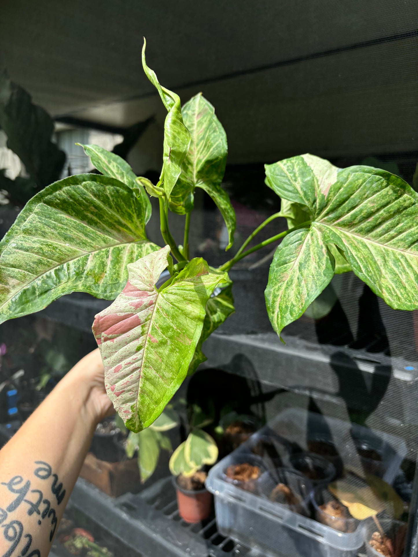 4” Syngonium Milk Confetti Mutant Green