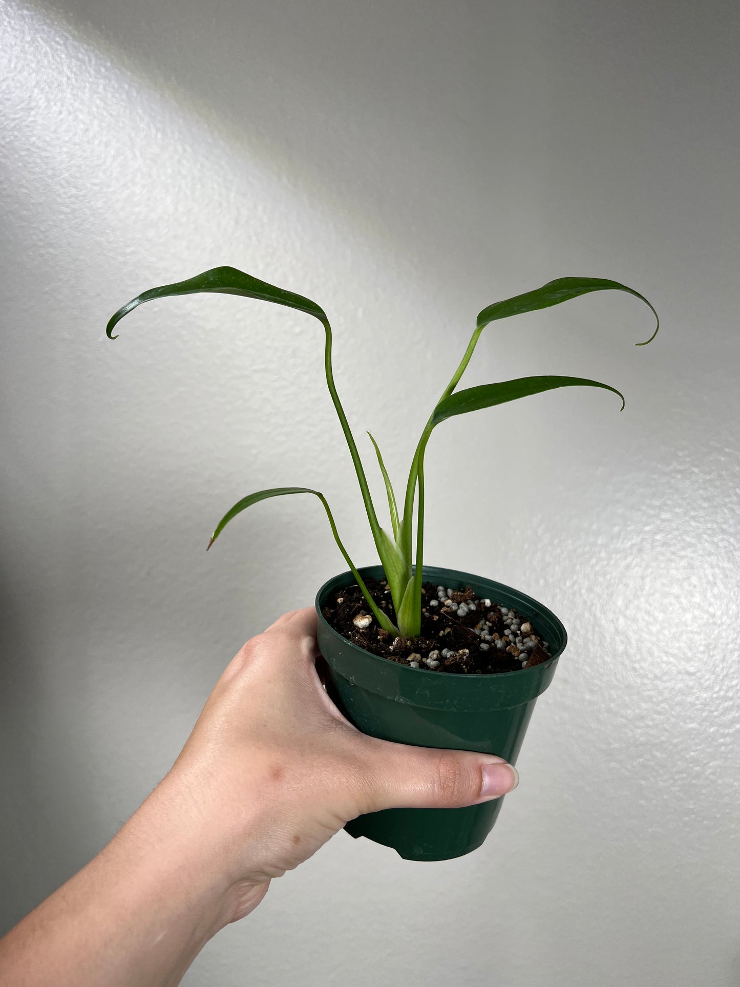 4” Monstera Burle Marx Flame
