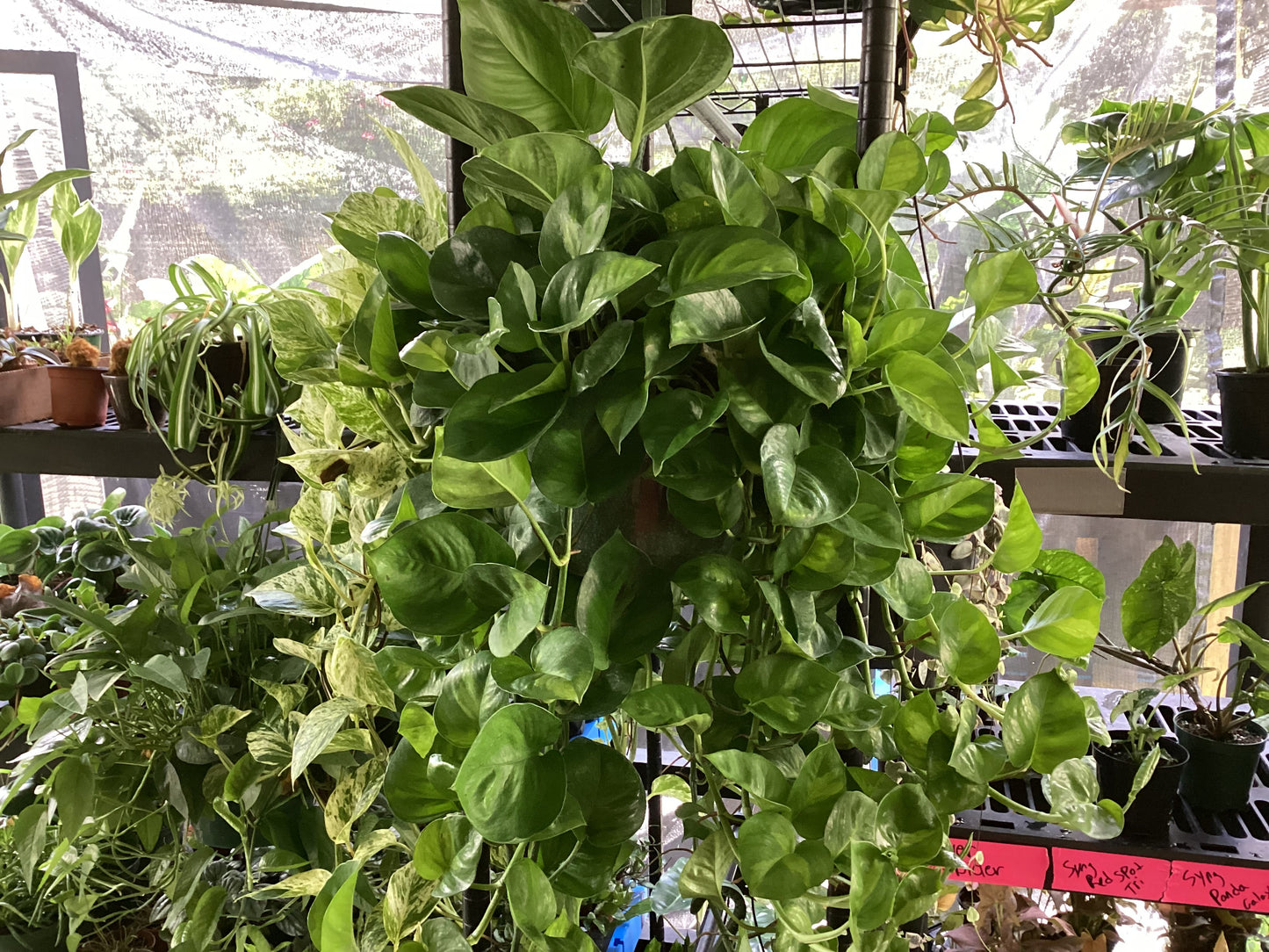 8” Global Green Pothos