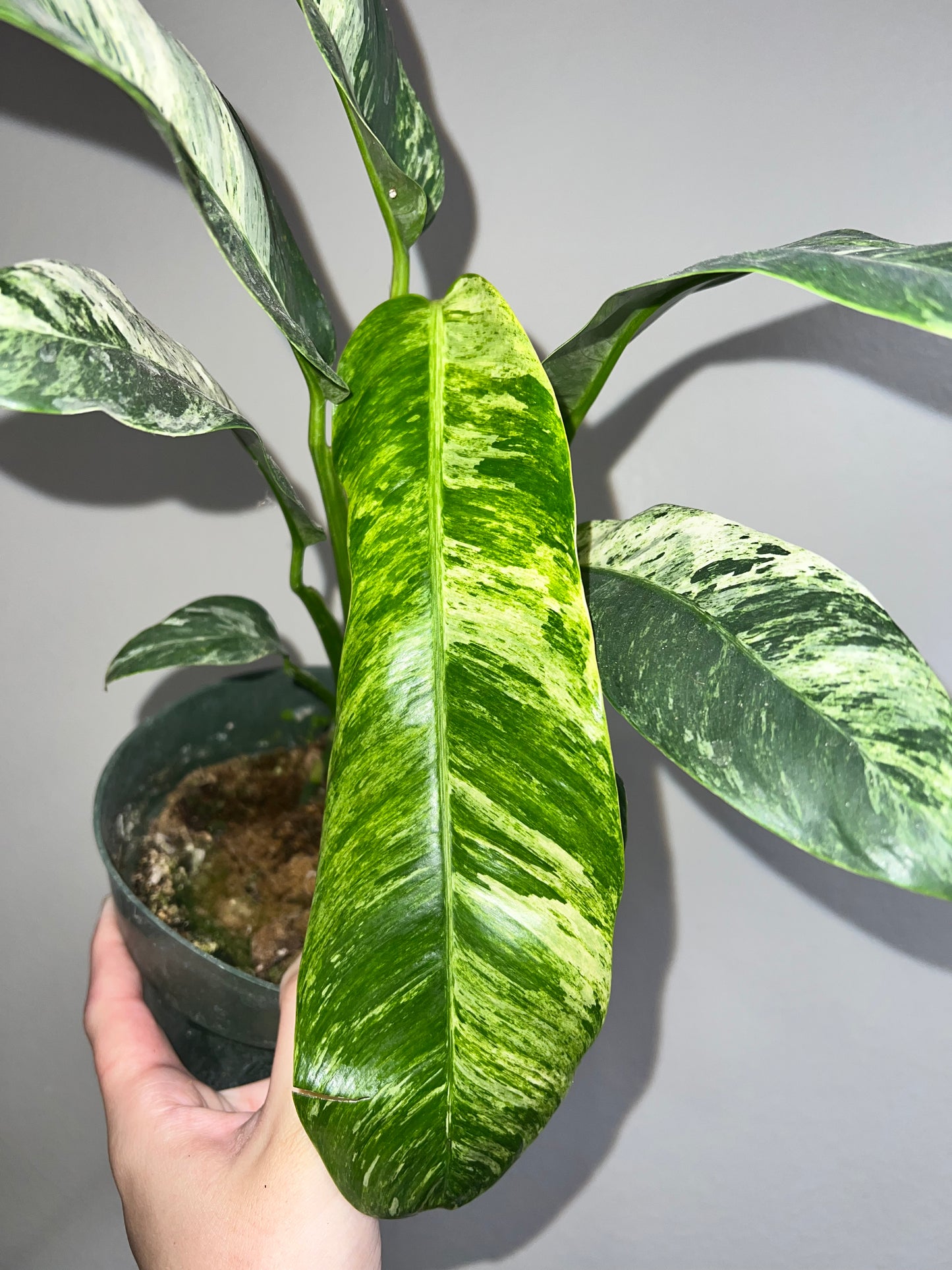 6” Epipremnum Giganteum Marble