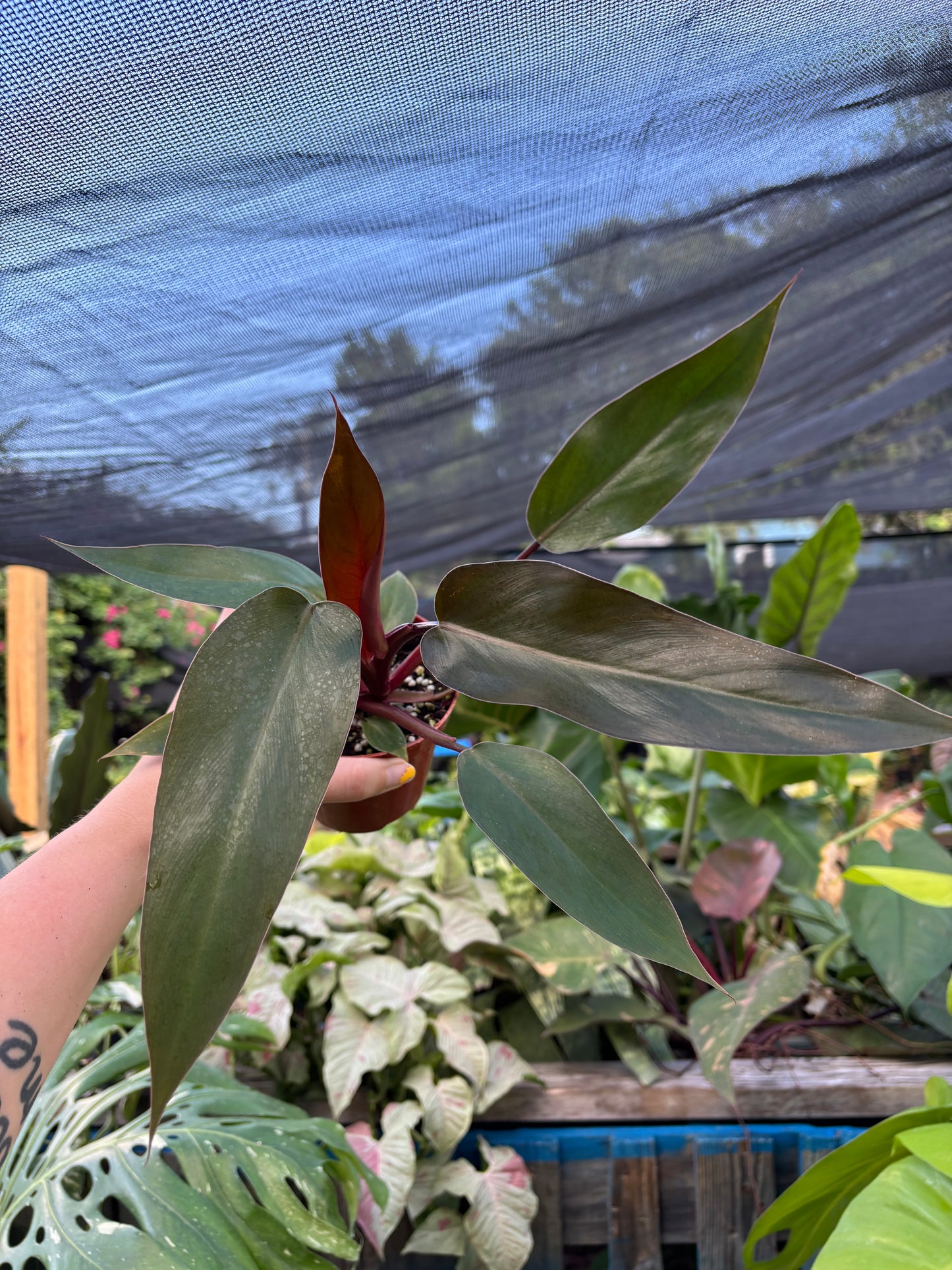 4” Philodendron Black Majesty