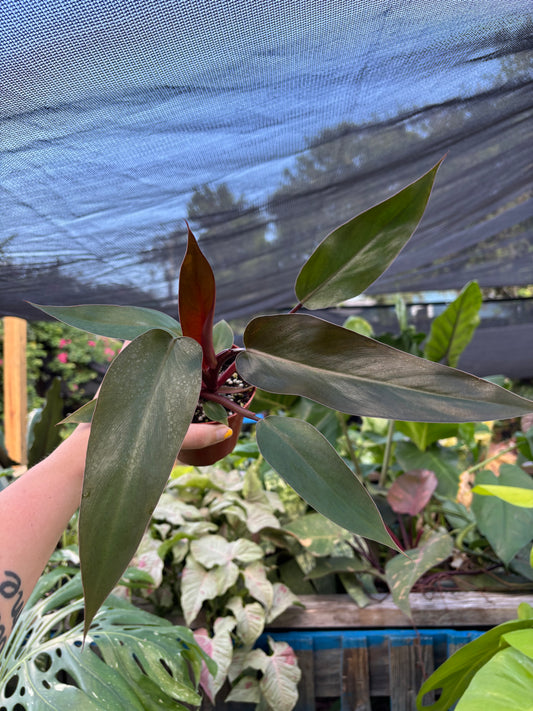 4” Philodendron Black Majesty
