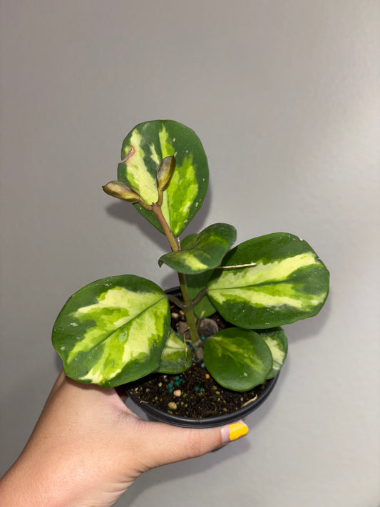 4” Hoya Obovata Inner Variegated Splash