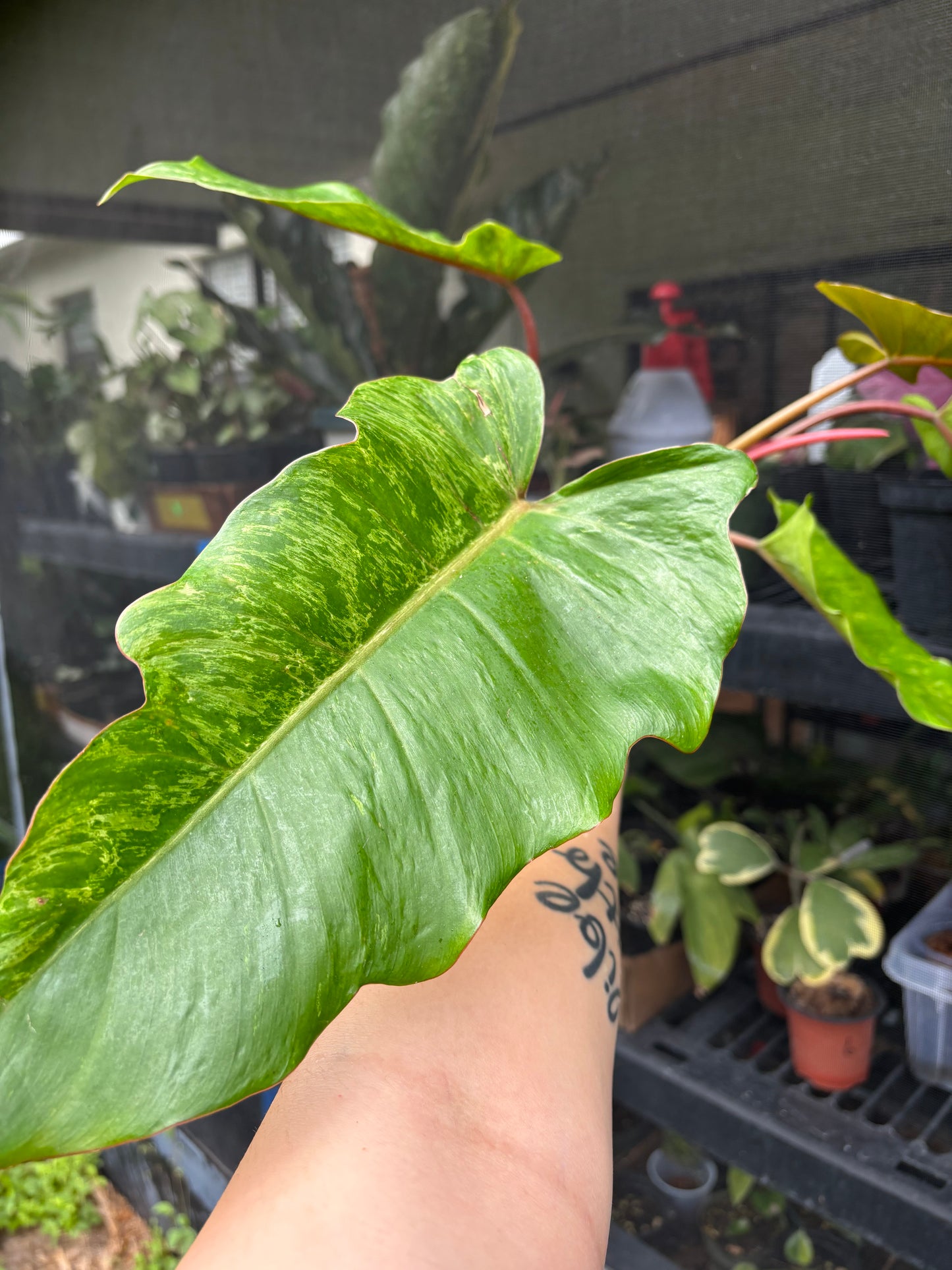 4” Philodendron Caramel Marble Mutation