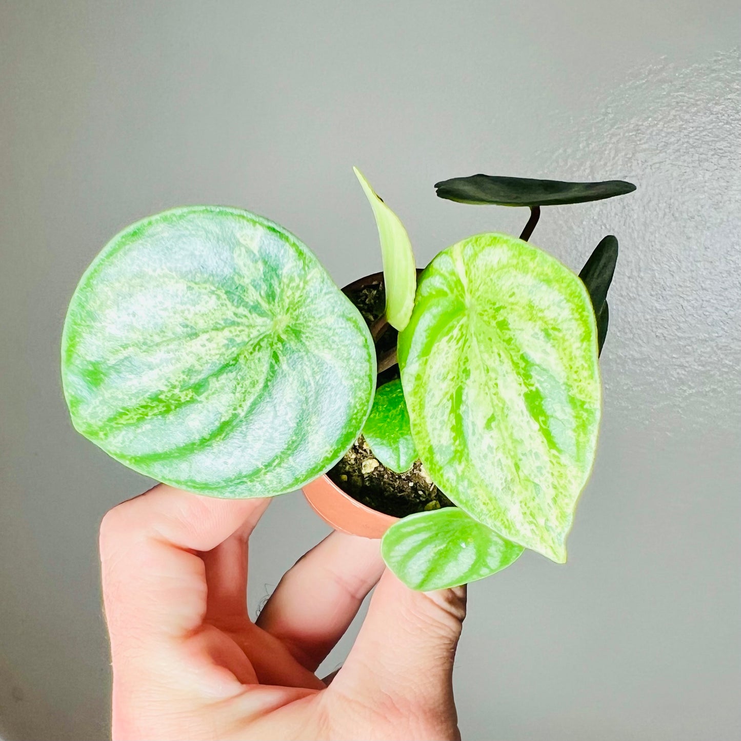 2” Peperomia ‘Harmony’s Gold Dust’