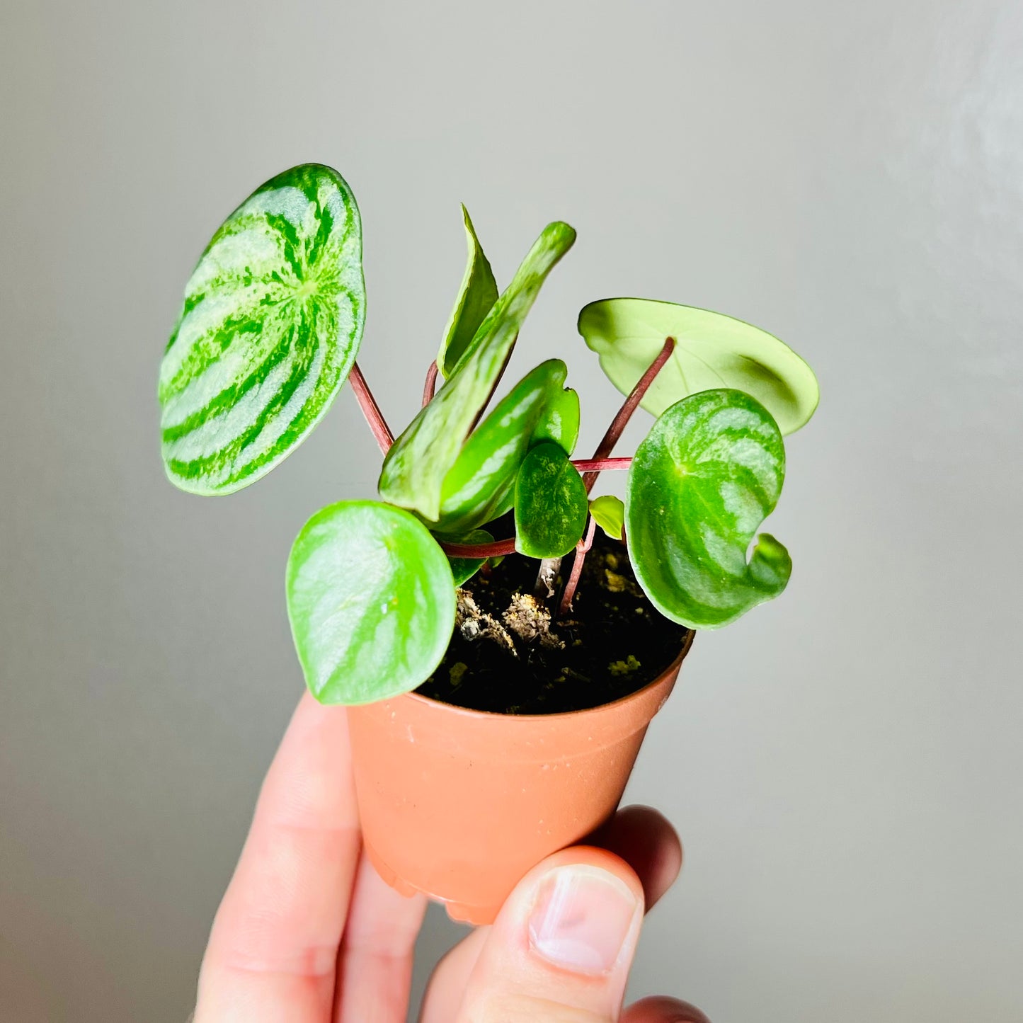 2” Peperomia ‘Harmony’s Gold Dust’