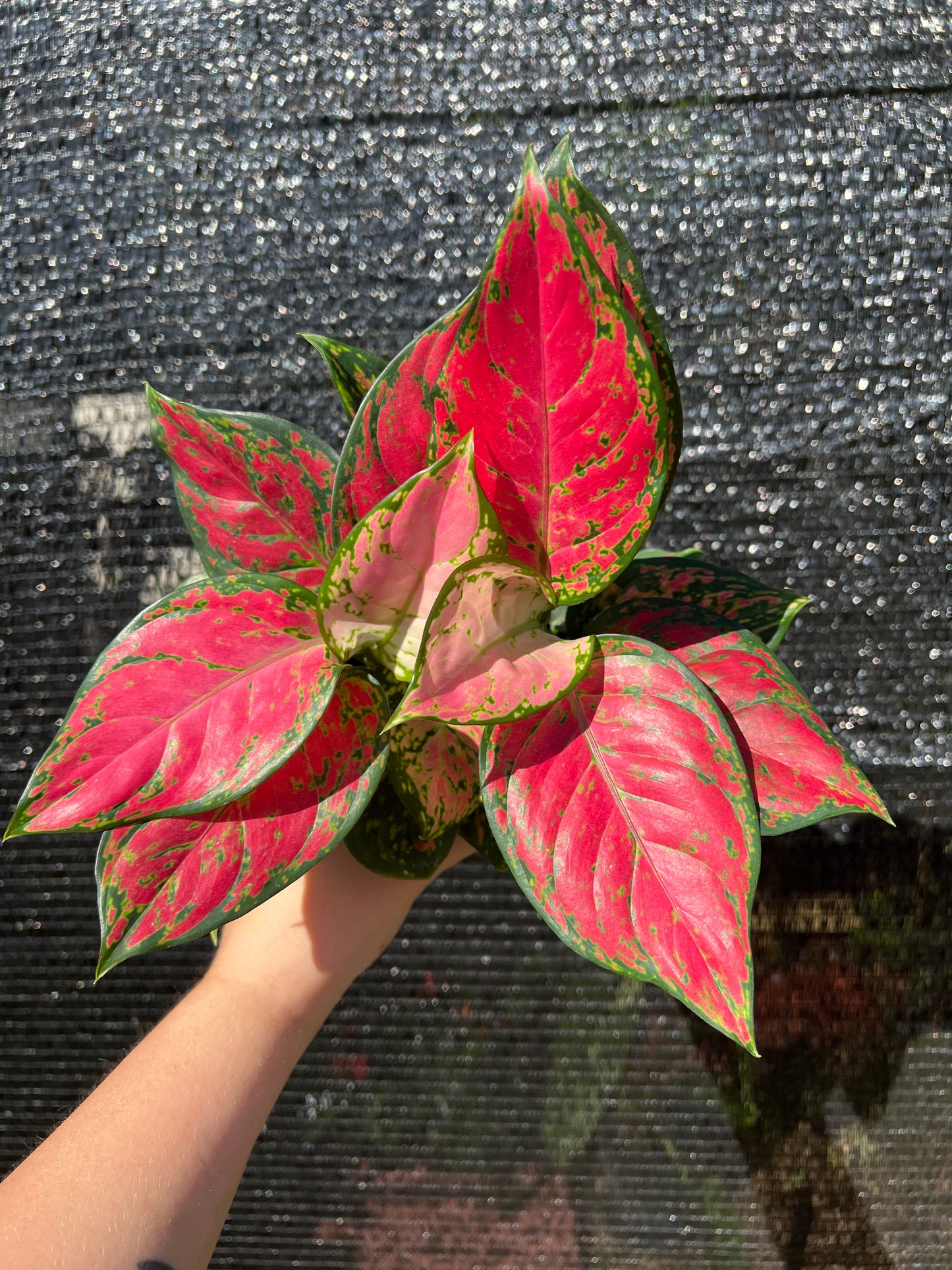 4” Aglaonema Lady Valentine