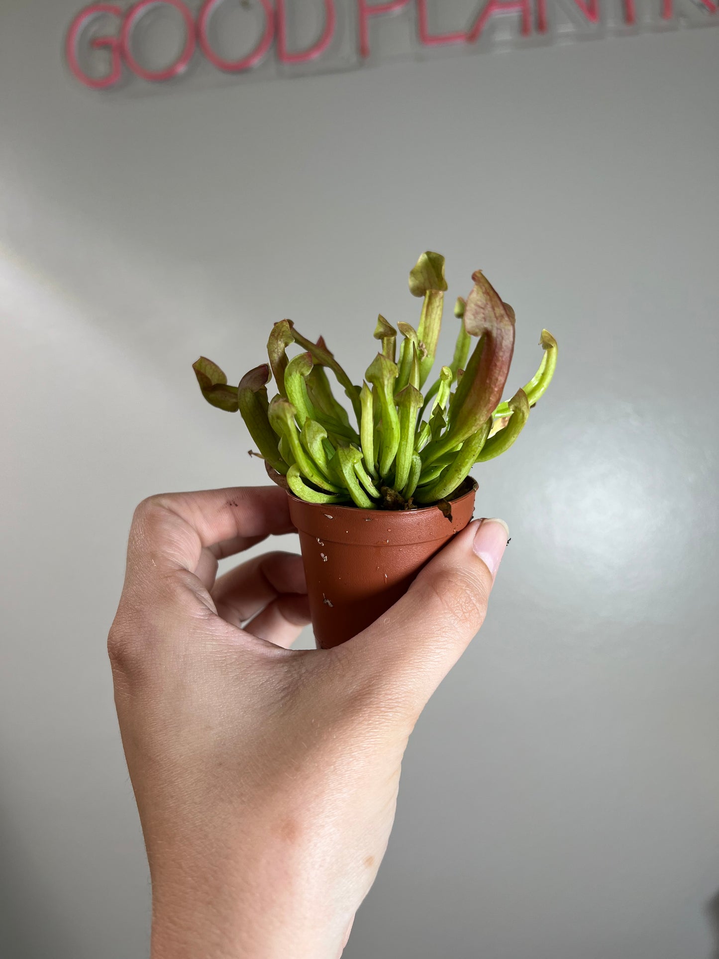 2” Trumpet Pitcher Plant