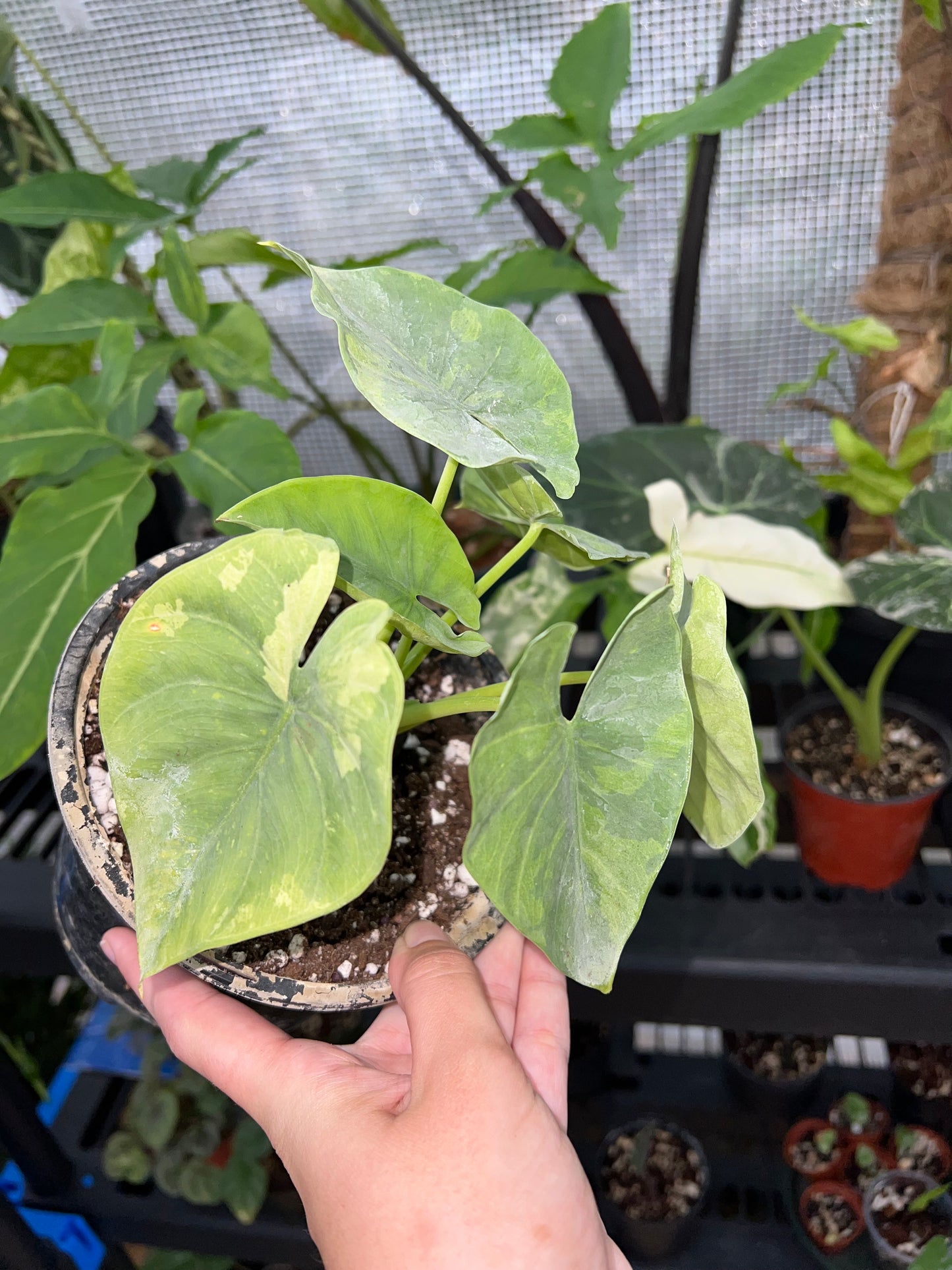 CORM: Alocasia Green Goddess Variagted