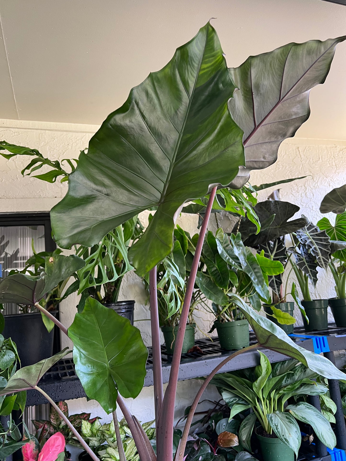 6” Alocasia Sumo