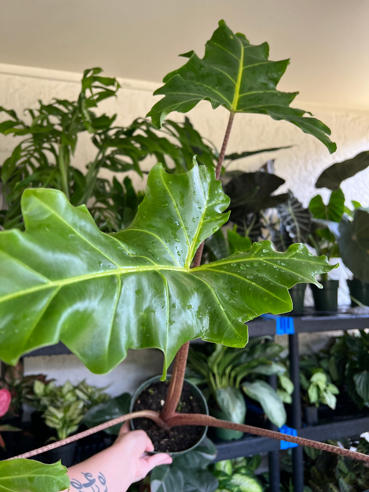 6” Alocasia Golden Dragon