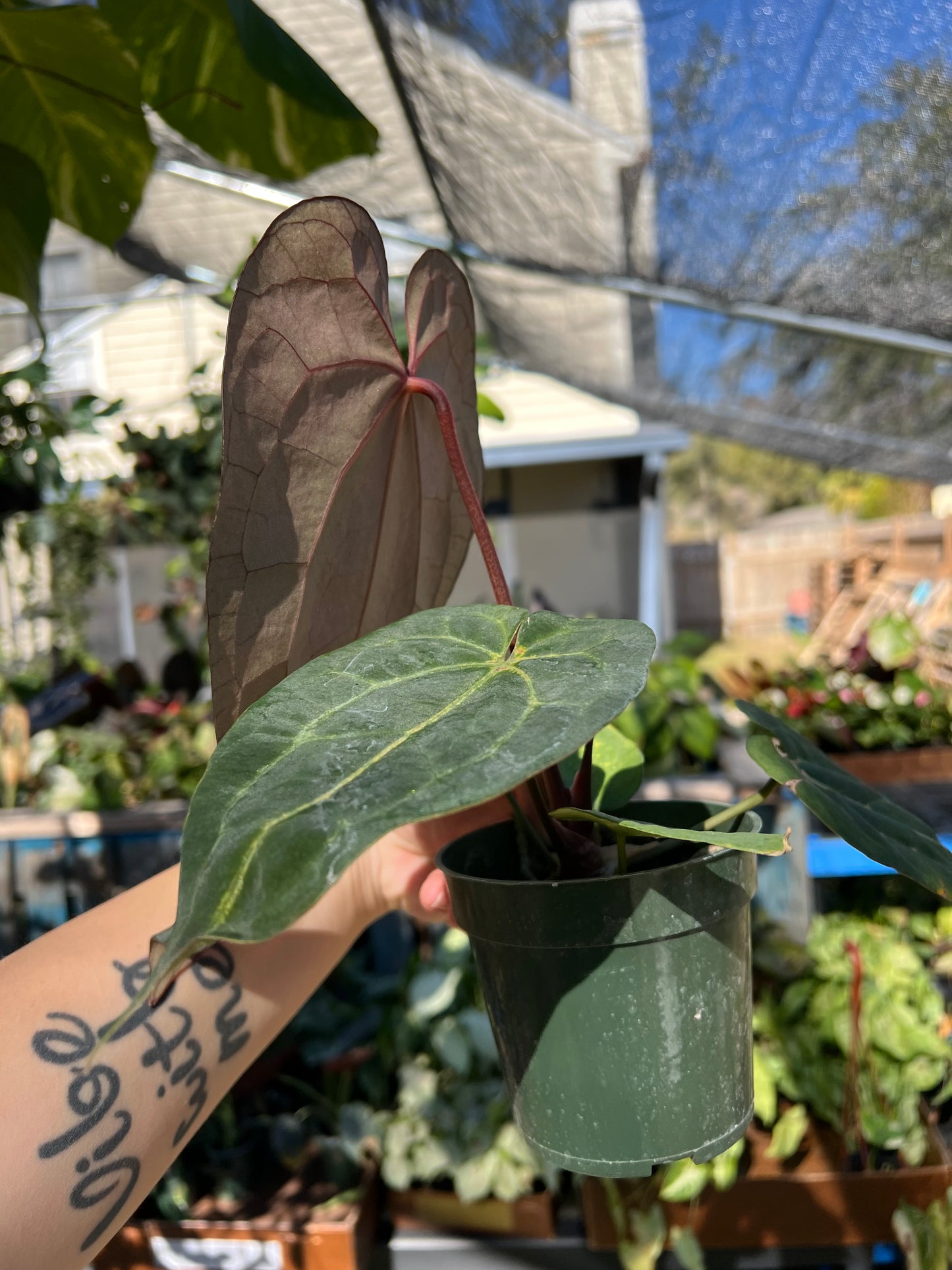 4” Anthurium Hot ChocolateXDark Crystal