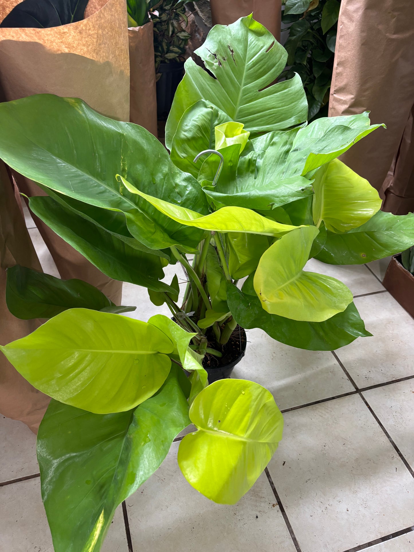 8” GIANT Neon Pothos