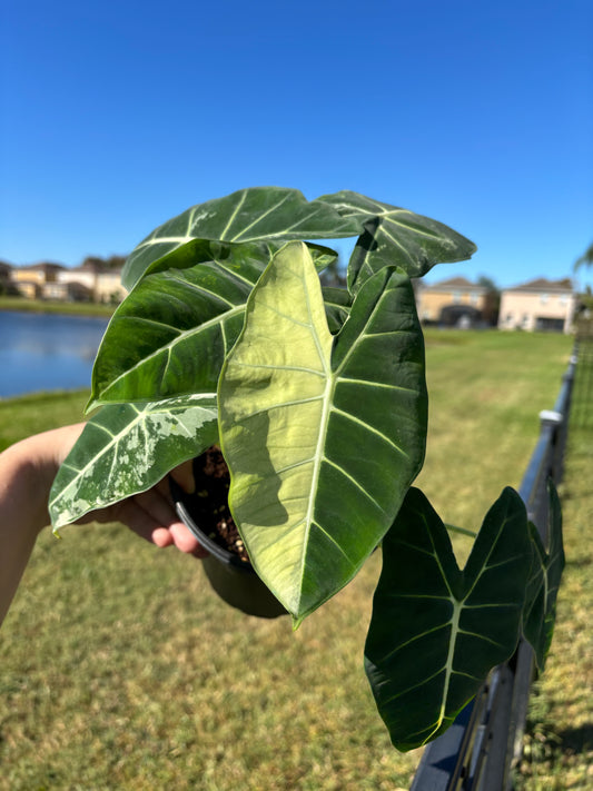6” Variegated Alocasia Frydek