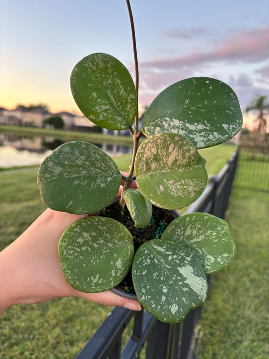 4” Hoya Obovata Splash