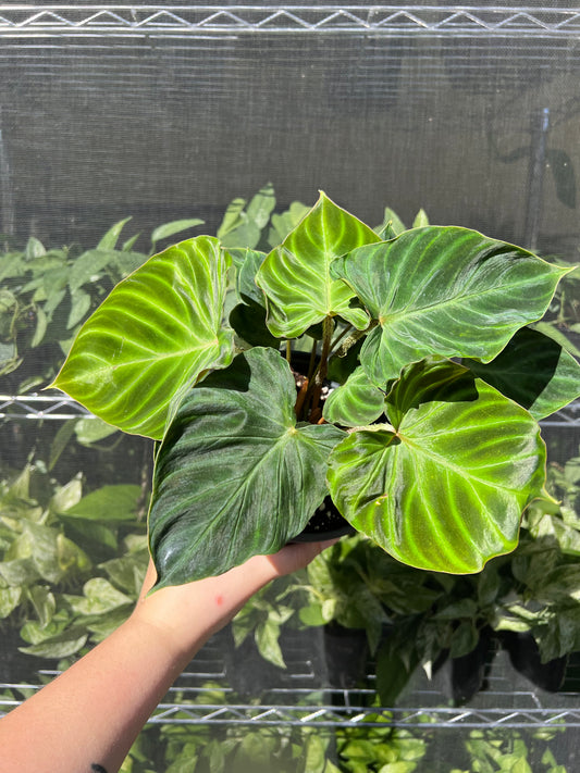 6” Philodendron Verrucosum
