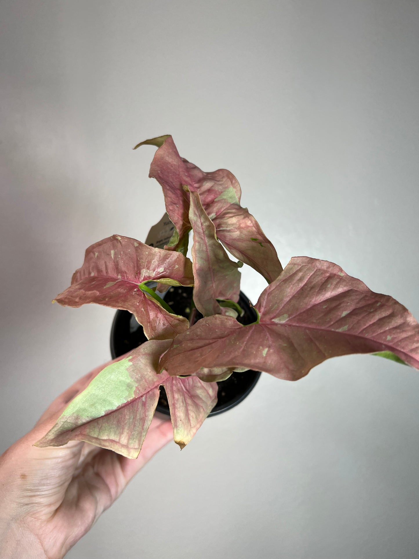 4” Syngonium Pink Caviar