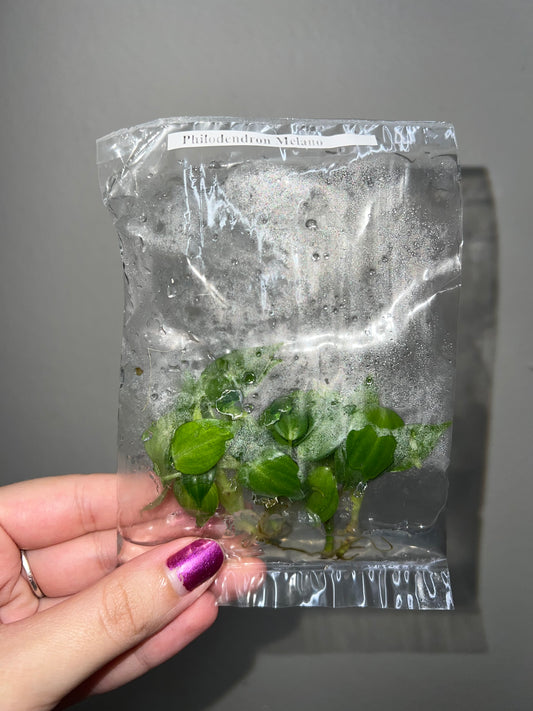 TISSUE CULTURE PACK: Philodendron Melanochrysum 5 pack