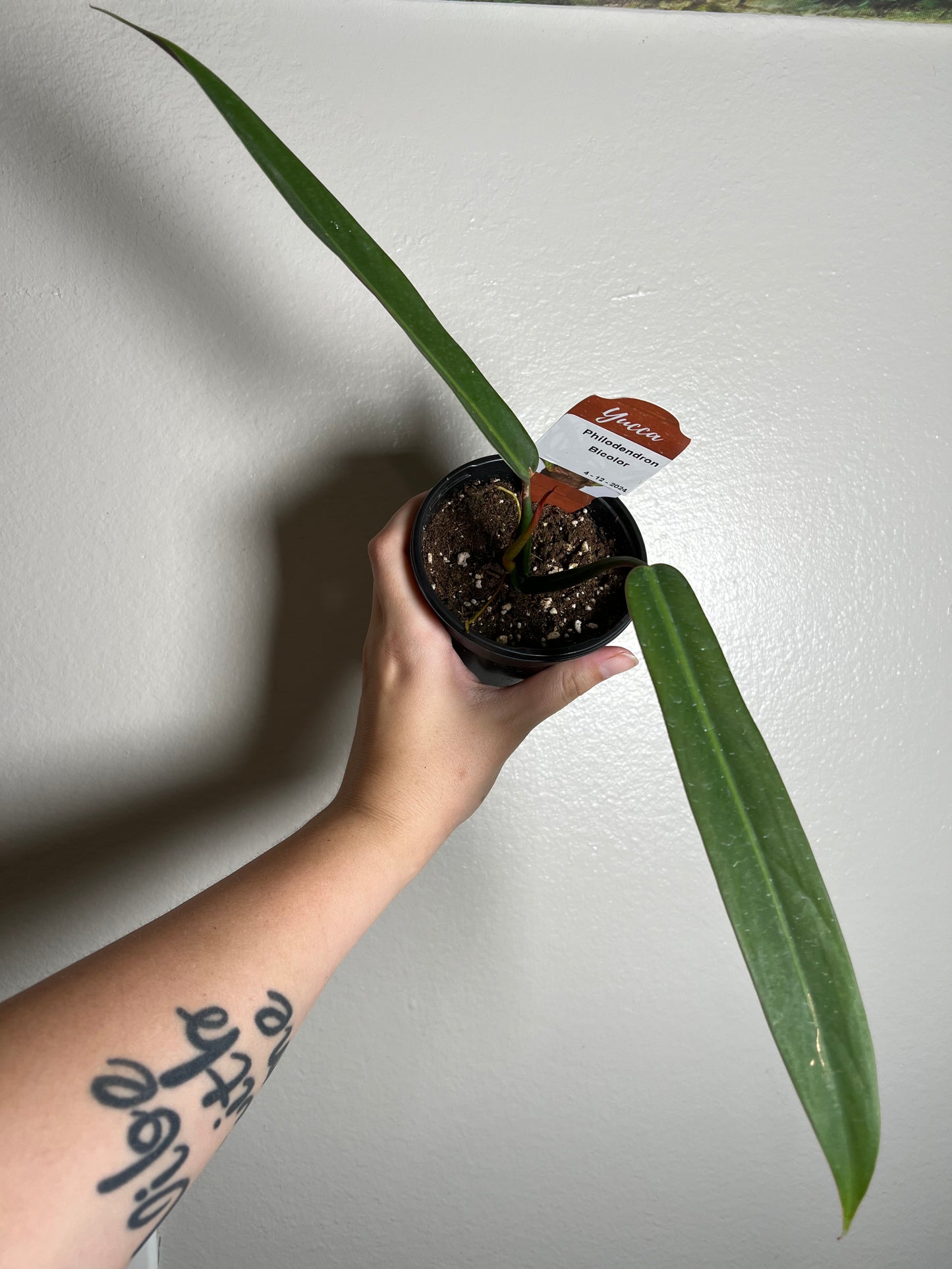 4” Philodendron Bicolor