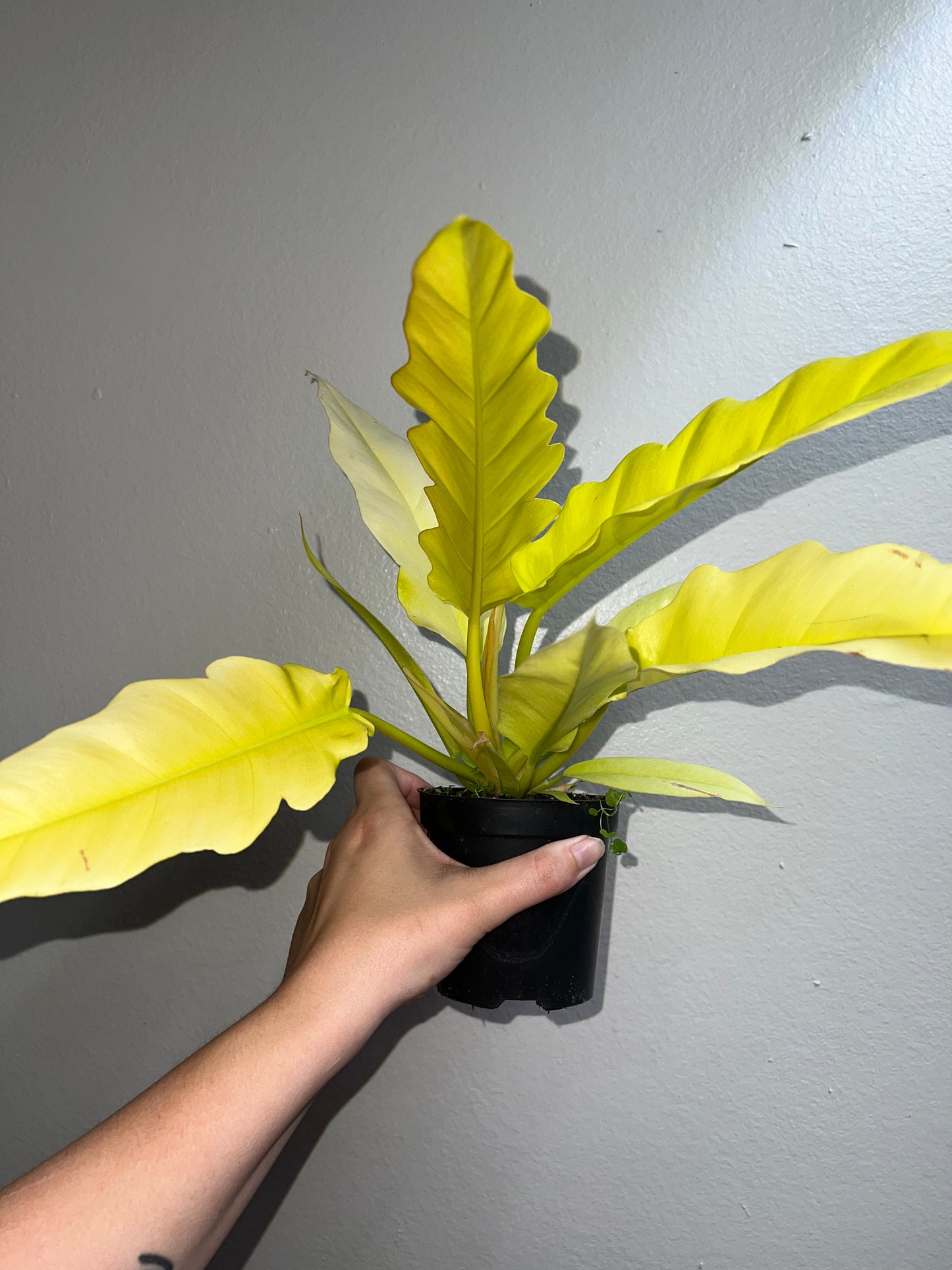 4” Philodendron Golden Crocodile