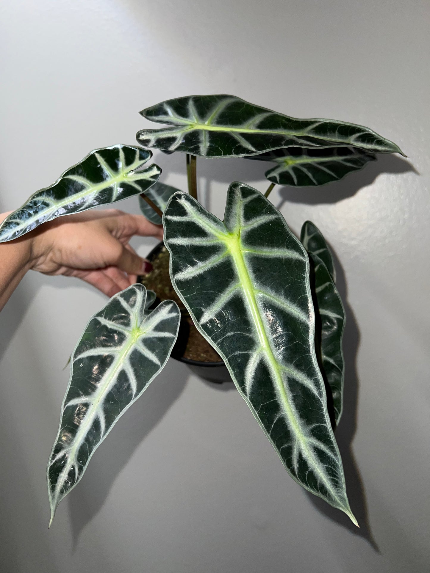 6” Alocasia Bambino