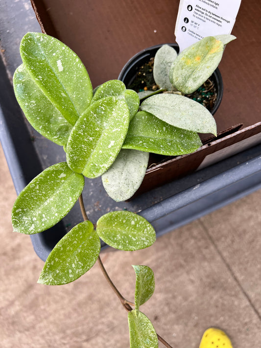 4” Hoya Nova Ghost