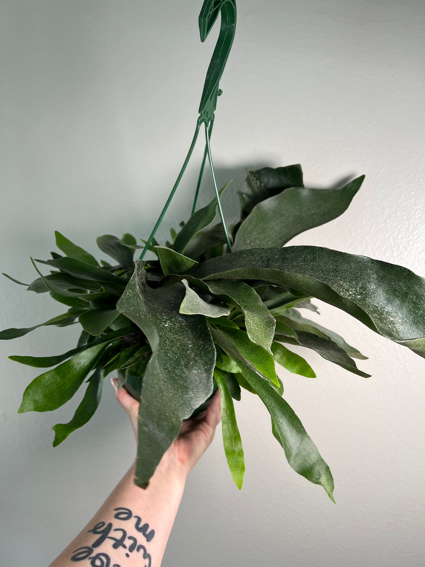 8” Staghorn Fern Hanging Basket