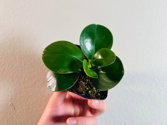 3” Peperomia Obtusifolia