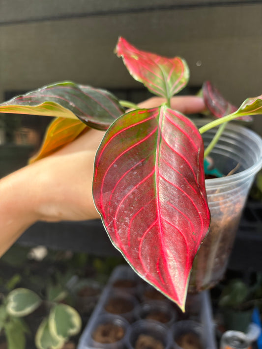 4” Aglaonema Thai Red Army