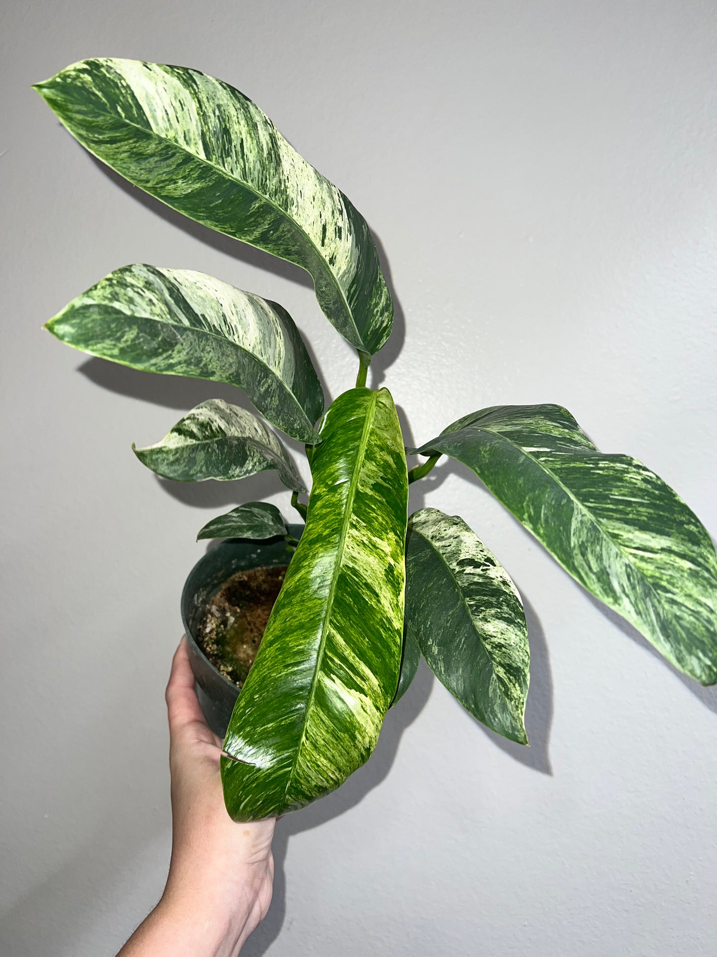 6” Epipremnum Giganteum Marble