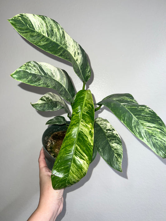 6” Epipremnum Giganteum Marble