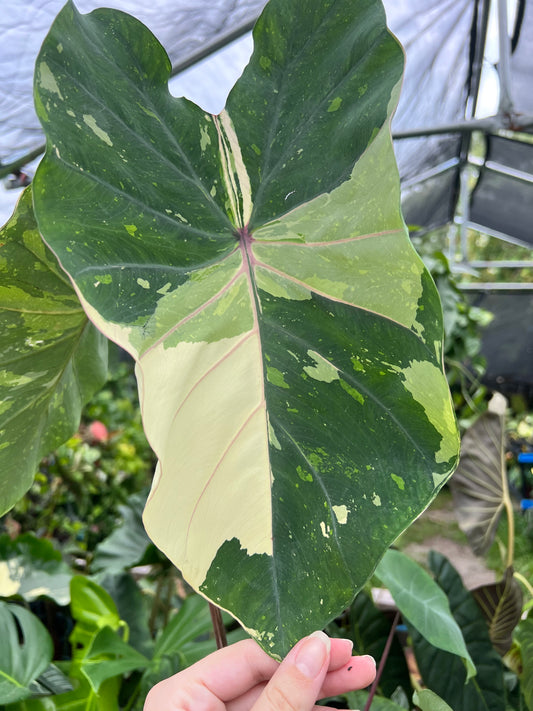 6” Colocasia Pink Sapphire DAMAGED