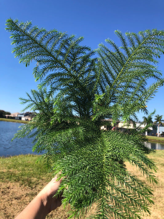 6” Norfolk Pine