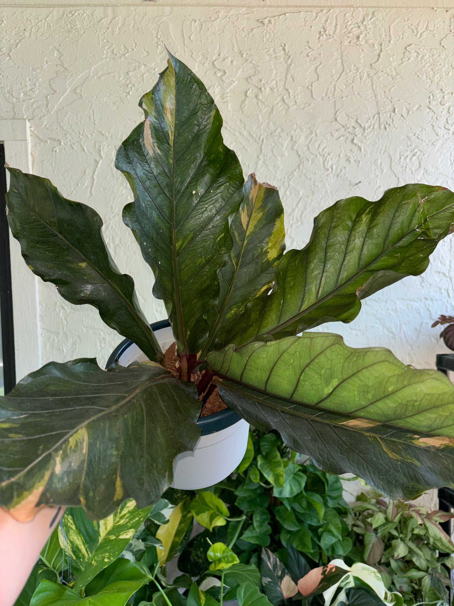 6” Anthurium Renaissance Hybrid (Pink/Cream)