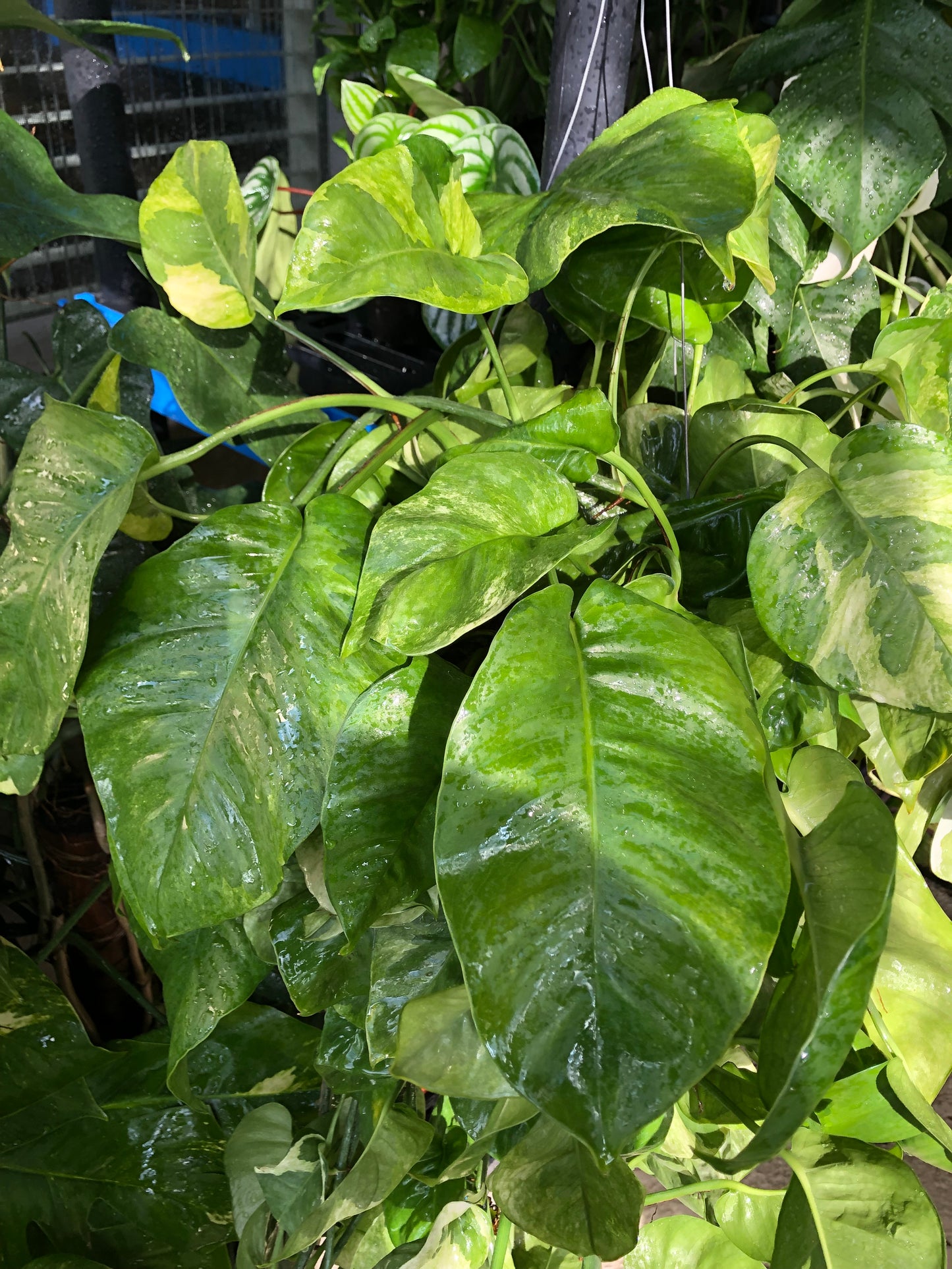 8” XL Global Green Pothos Hanging Basket