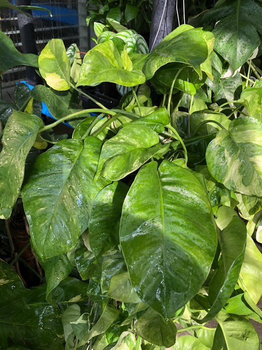 8” XL Global Green Pothos Hanging Basket