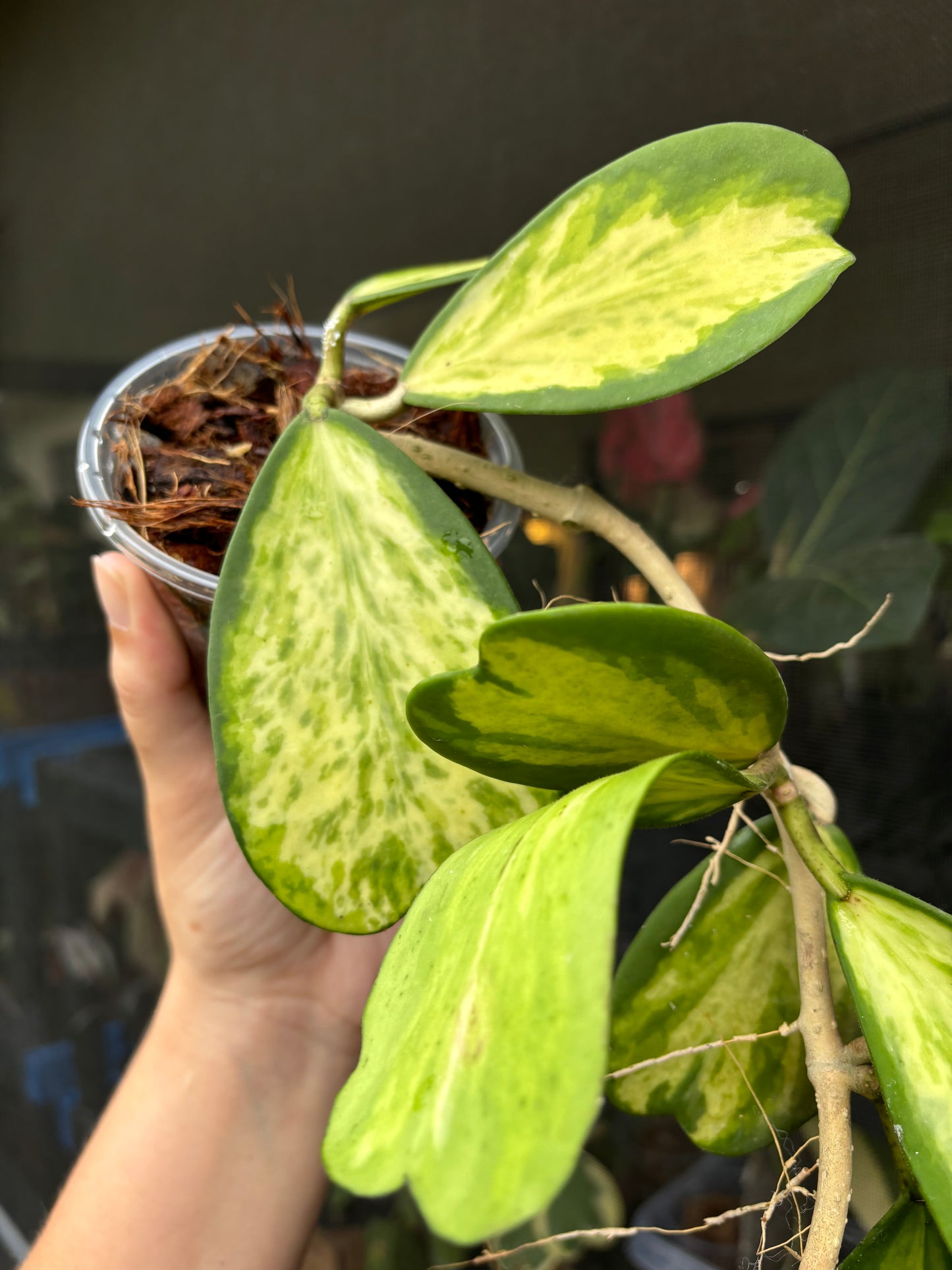 4” Hoya Kerri Picta Spot