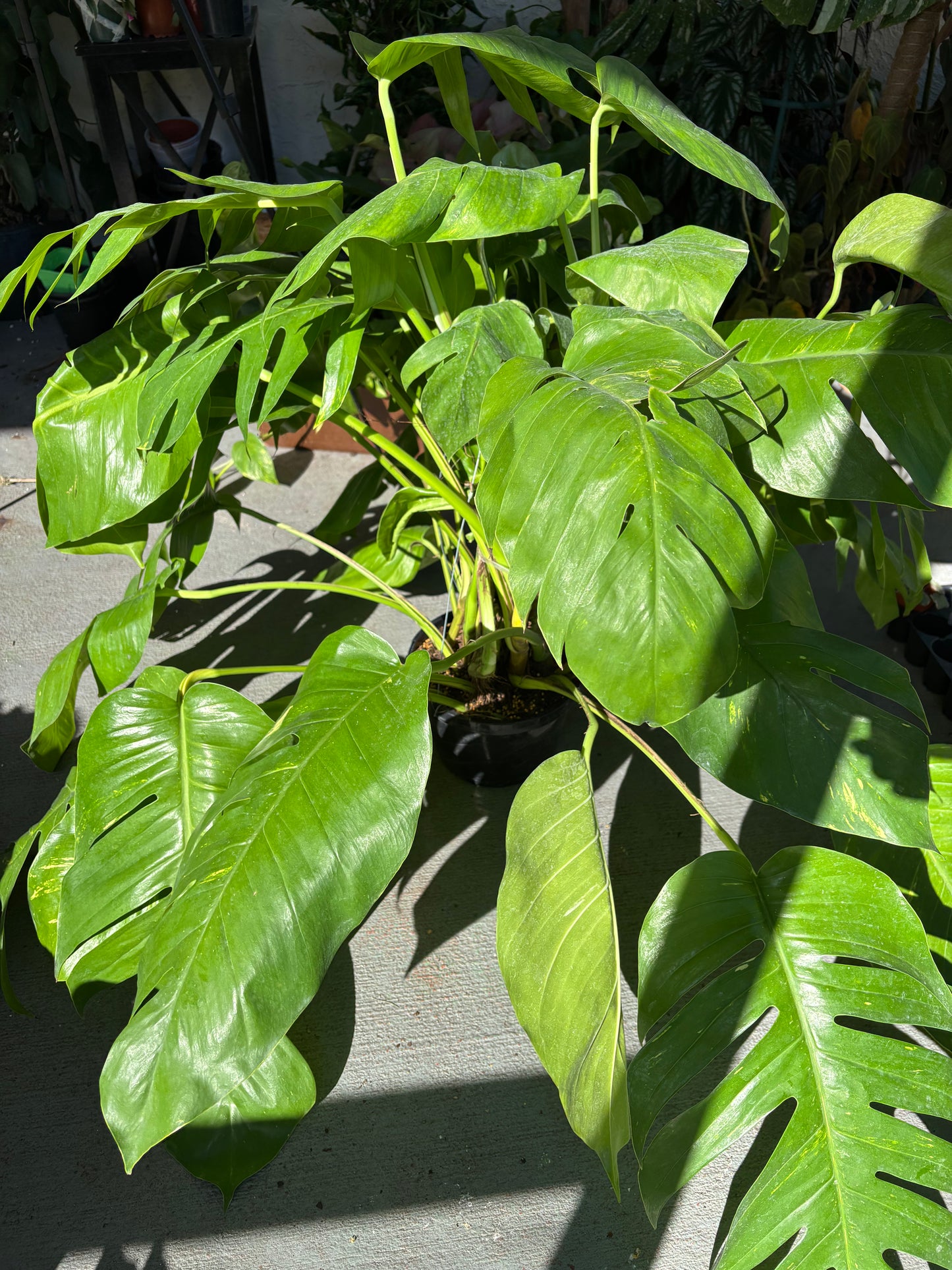 8” Epipremnum Pinnatum Aurea Hanging Basket (GIANT)