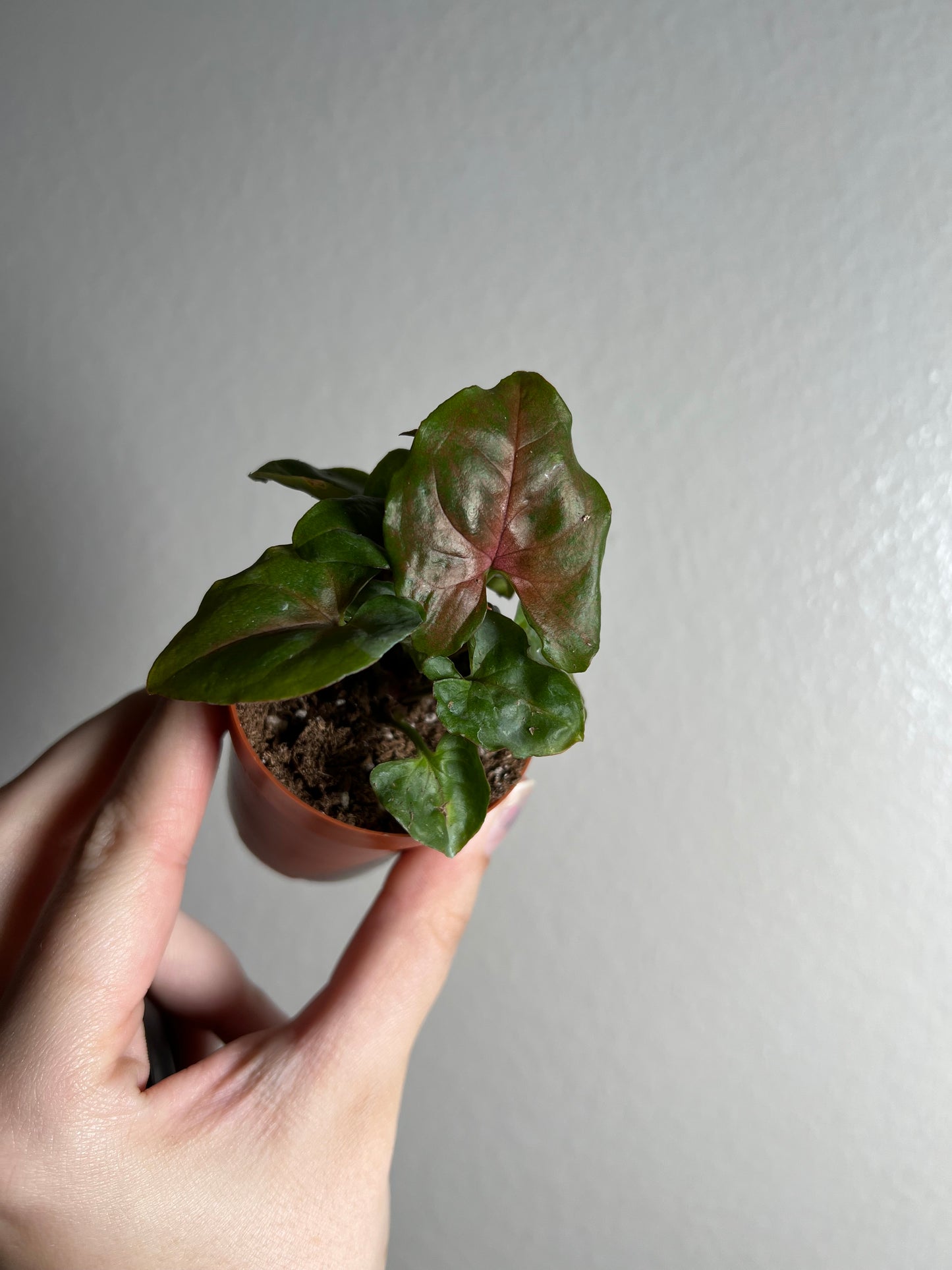 2” Syngonium Maria