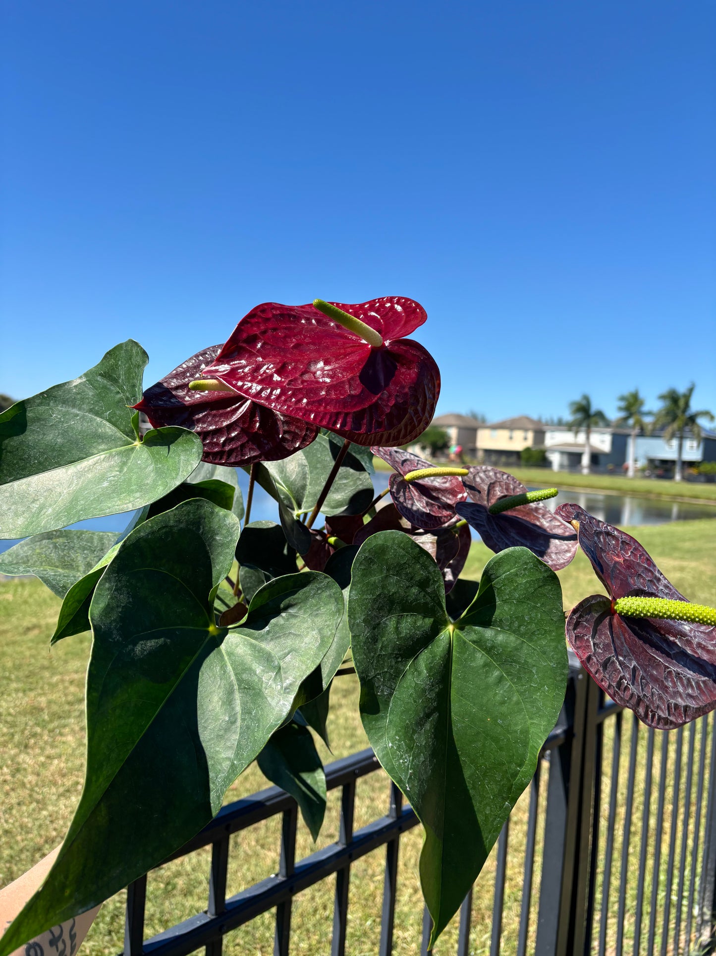 6” Anthurium Essencia