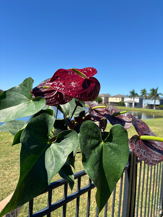 6” Anthurium Essencia
