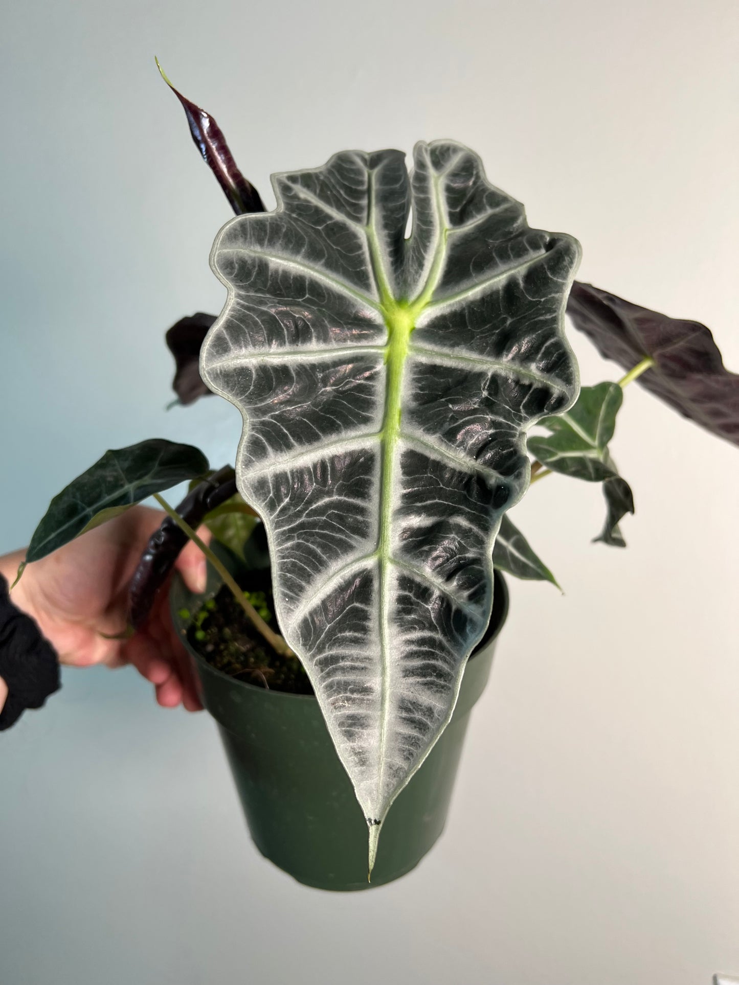 6” Alocasia Polly