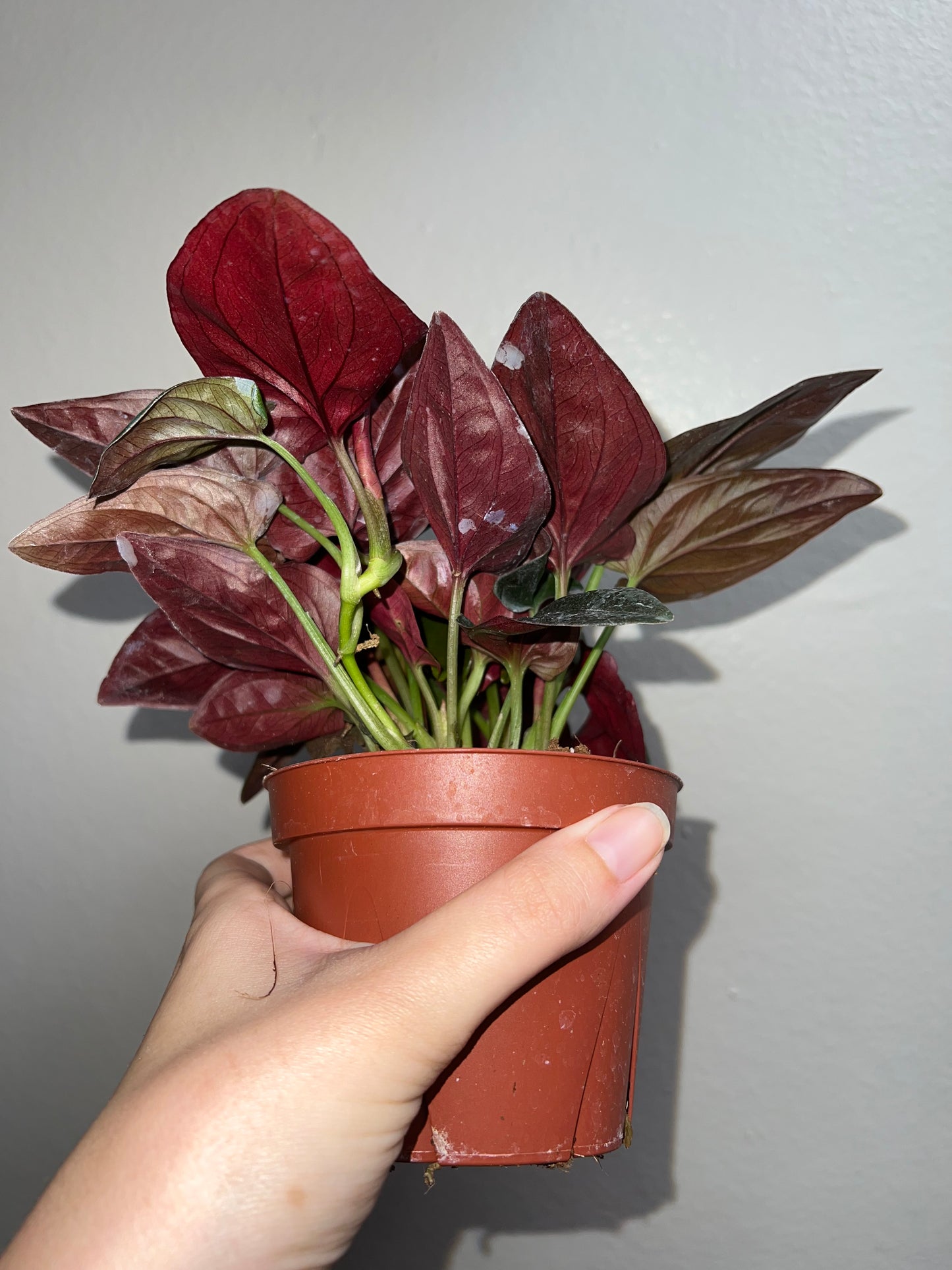 4” Syngonium Red Arrow