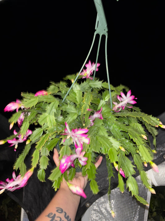 8” Christmas Cactus Pink