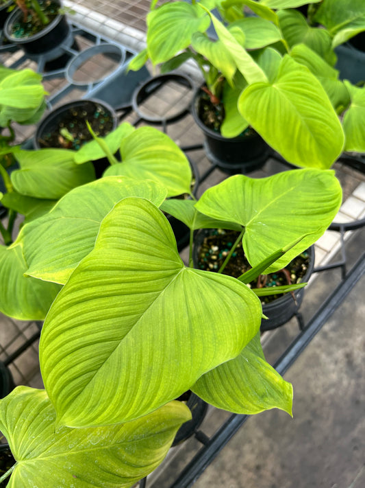 4” Philodendron Fibreacataphyllum