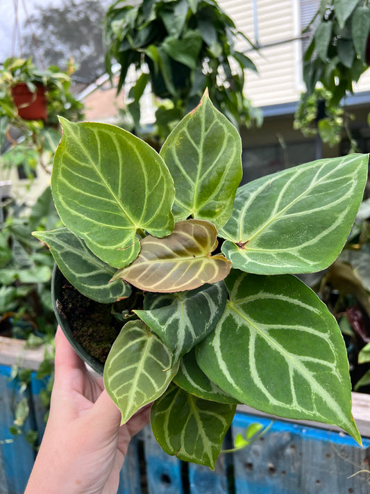 6” Anthurium Doryaki