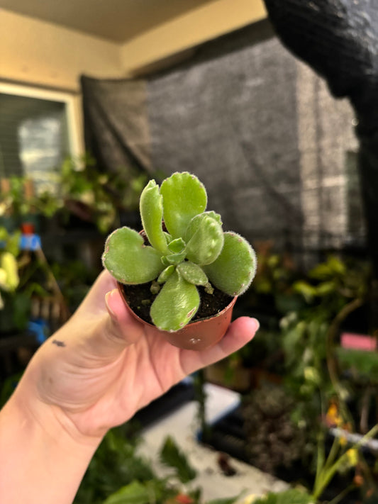 2” Bearpaw Succulent