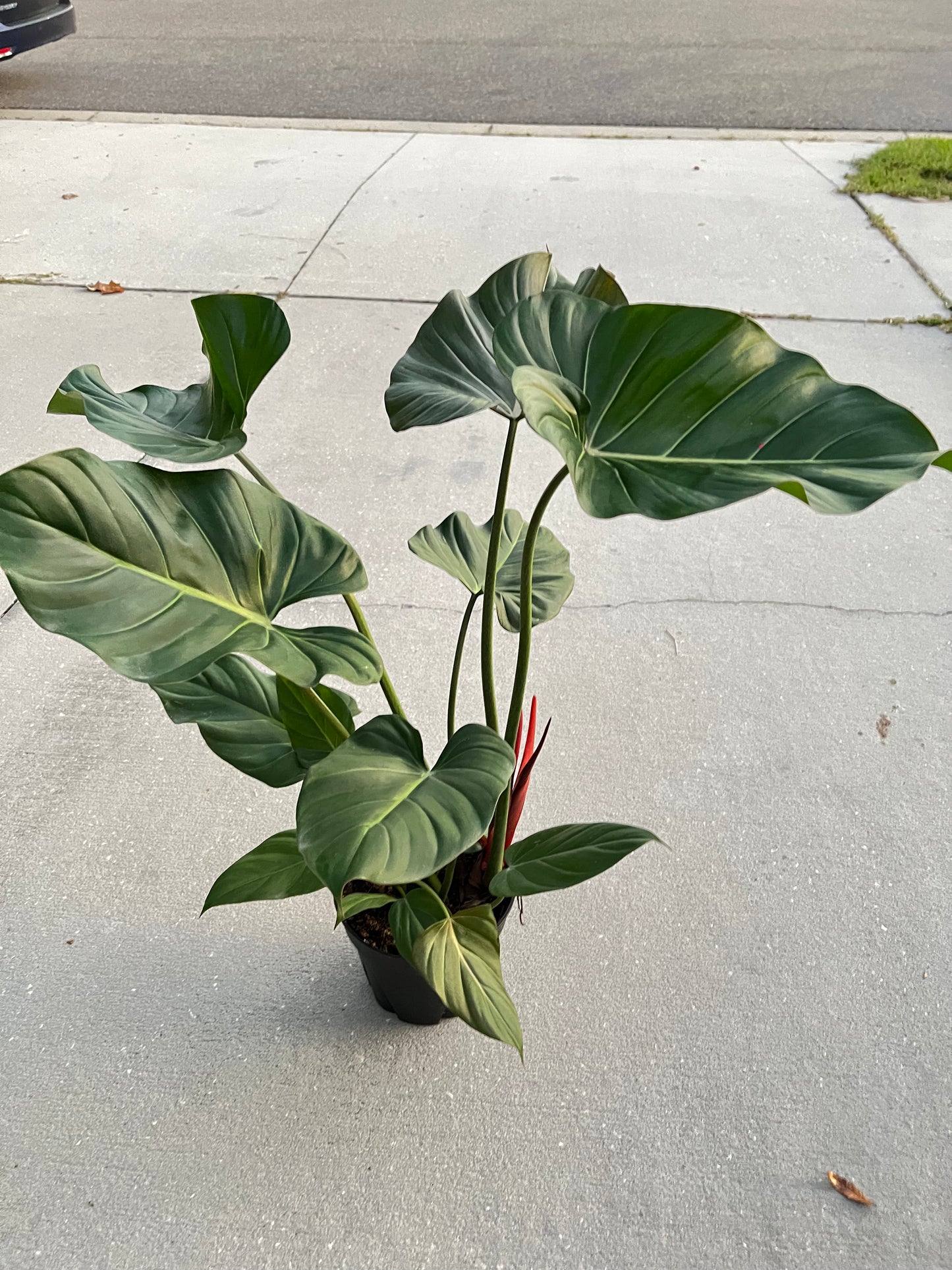 8” Philodendron Summer Glory