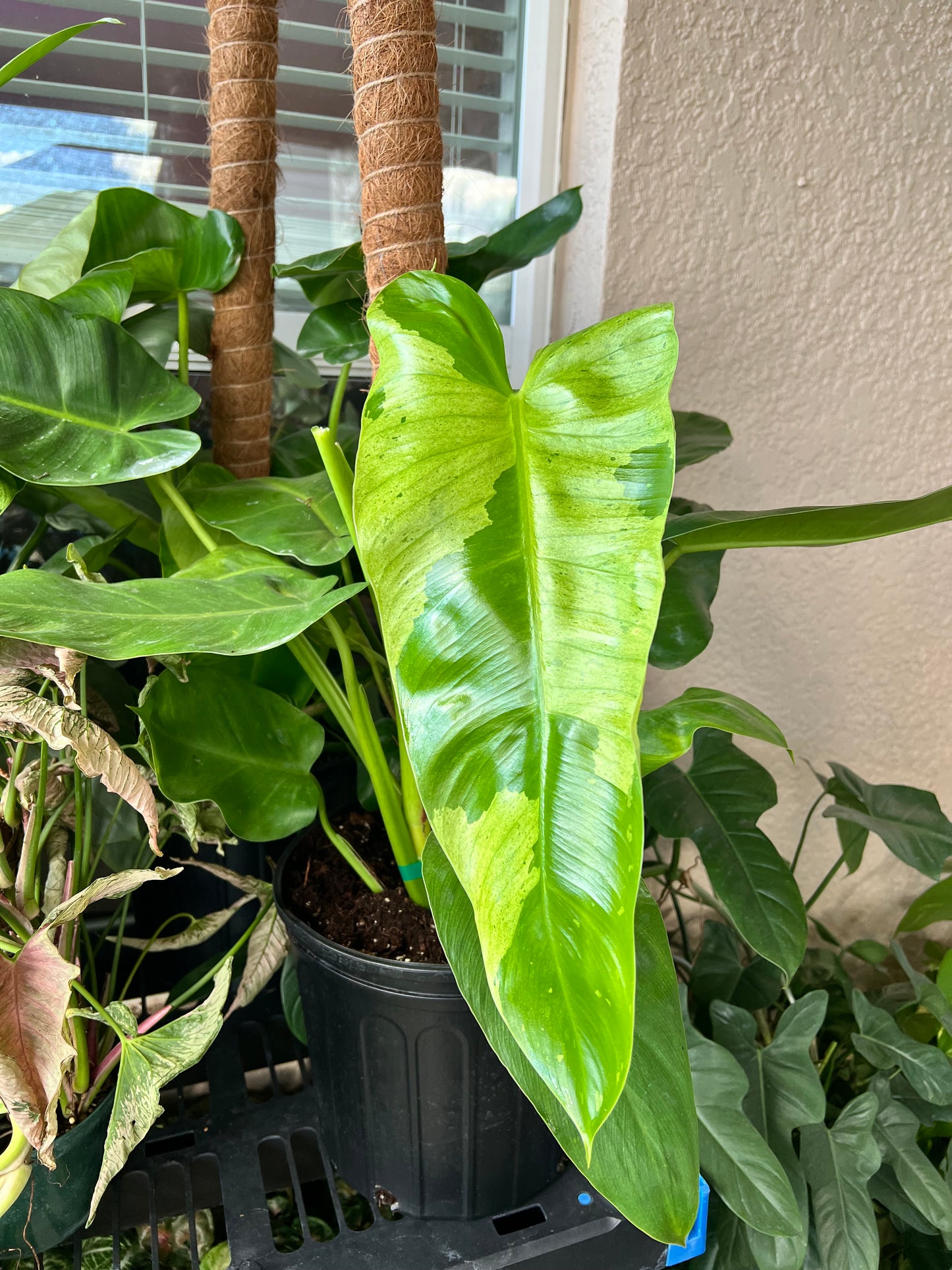 8” Philodendron Jose Buono Totem