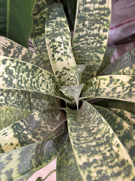 6” Bromeliad